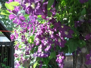 foto (4) 