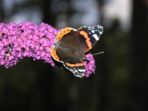 foto (5) 